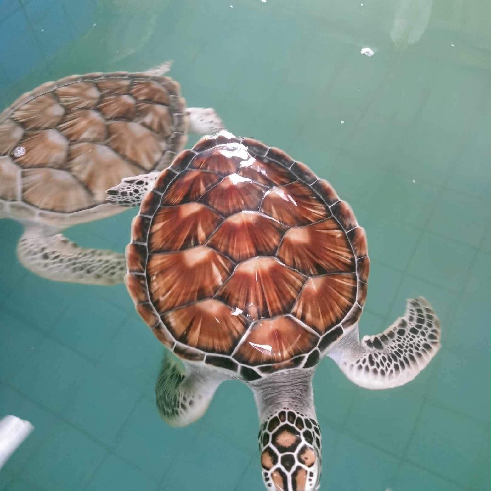 SEA TURTLE CARE