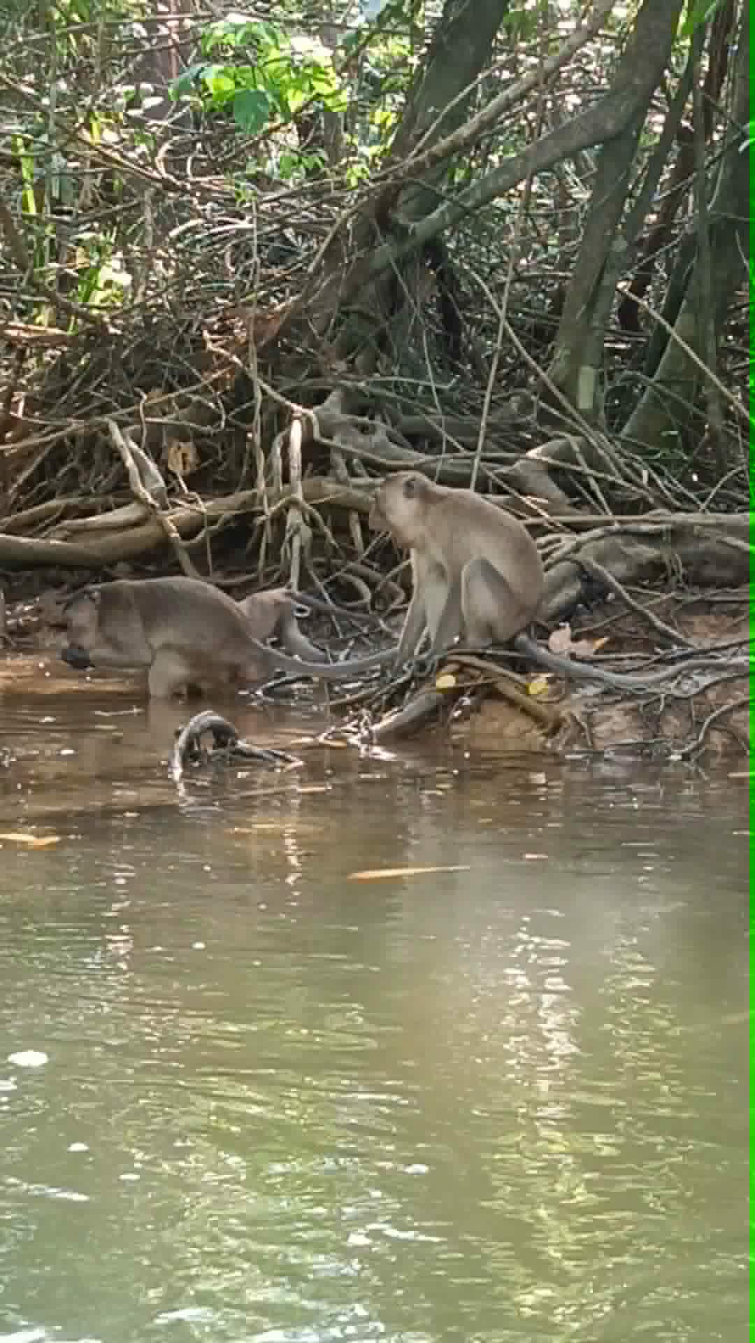 LOCAL WILDLIFE